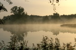 Morgennebel auf dem Darss