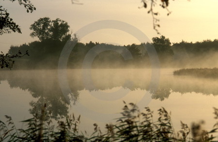 Morgennebel auf dem Darss