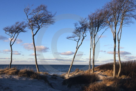 Landschaft am Darsser Weststrand