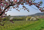 Mandelblüte an der Weinstrasse