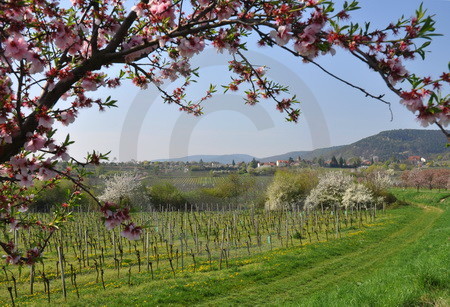 Mandelblüte an der Weinstrasse