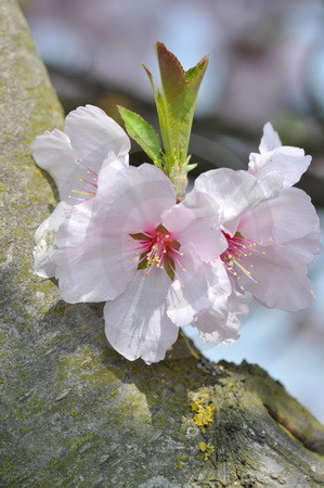 Weisse Mandelblüten