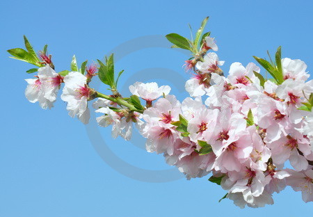 Mandelblüte an der Weinstrasse