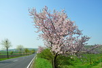 Mandelblüte an der Weinstrasse