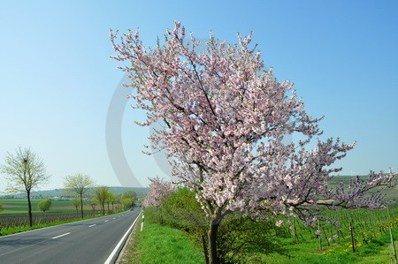 Mandelblüte an der Weinstrasse