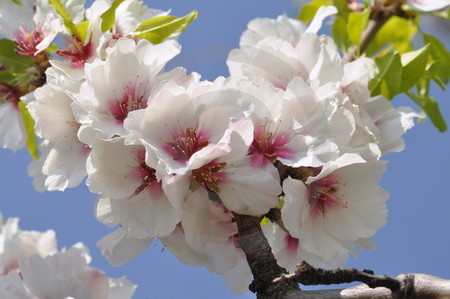 Weisse Mandelblüten