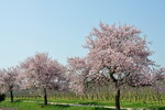 Mandelblüte an der Weinstrasse