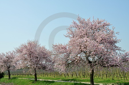 Mandelblüte an der Weinstrasse