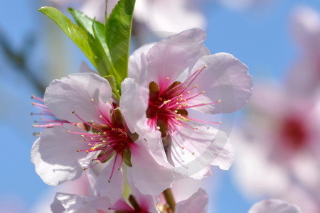 Mandelblüten