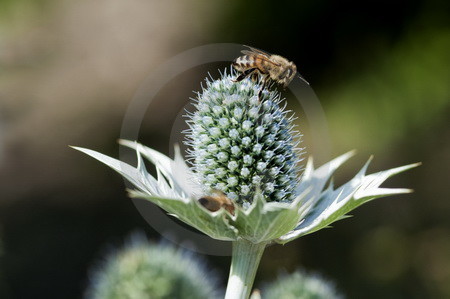 Elfenbeindistel mit Biene