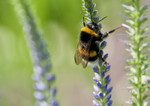 Hummel auf Langblättrigem Ehrenpreis