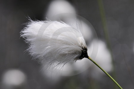 Wollgrasblüte