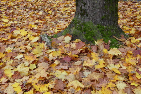 Herbstlaub