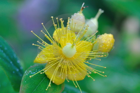 Johanniskraut-Blüte