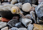 Schnecke auf Entdeckungstour