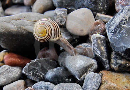 Schnecke auf Entdeckungstour