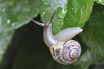 Garten-Bänderschnecke