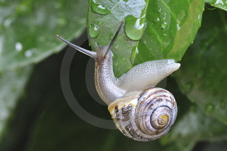 Garten-Bänderschnecke