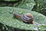 Garten-Bänderschnecke