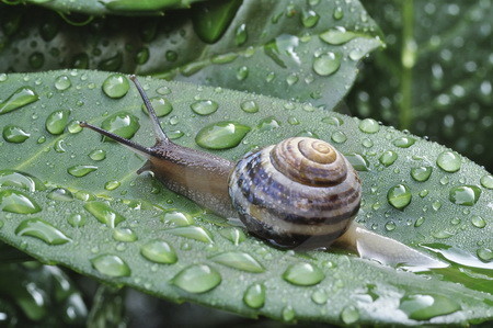 Garten-Bänderschnecke