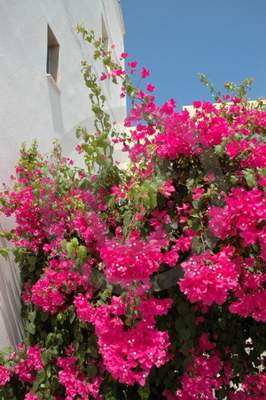 Bougainvillea