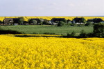 Rapsblüte bei Neu Reddevitz