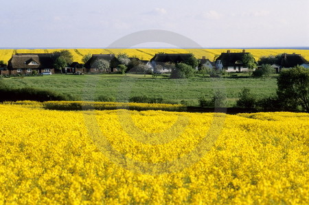 Rapsblüte bei Neu Reddevitz