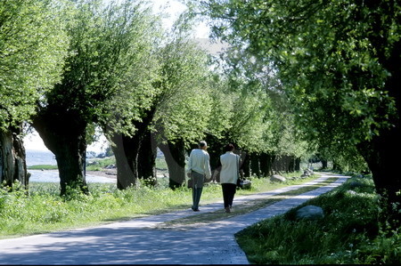 Kopfweidenallee