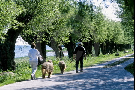 Kopfweidenallee