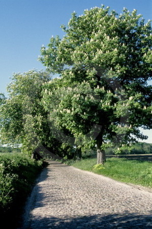 Kastanienallee bei Lanken-Granitz