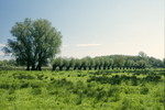 Kopfweiden auf Rügen