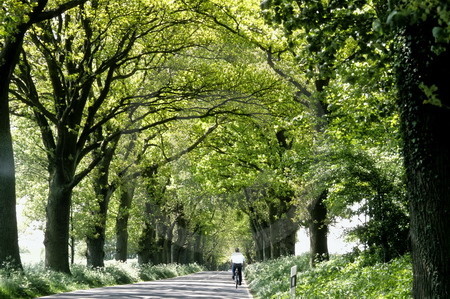 Eichenallee auf Rügen