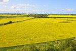 Landschaft mit Raps am Kap Arkona