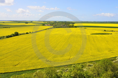 Landschaft mit Raps am Kap Arkona