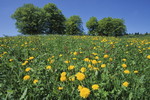 Frühling auf dem Schauinsland