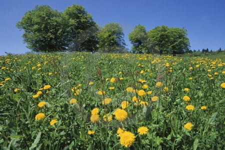 Frühling auf dem Schauinsland