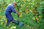 Weinlese am Kaiserstuhl