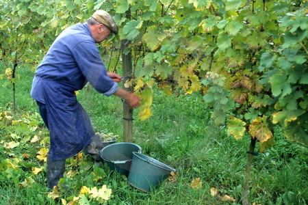 Weinlese am Kaiserstuhl