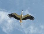 Weissstorch im Flug