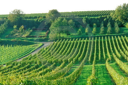 Weinanbau im Breisgau