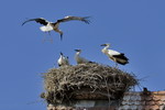 Weissstorch im Landeanflug