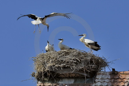 Weissstorch im Landeanflug