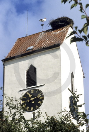 Storchennest in Freiburg-Opfingen