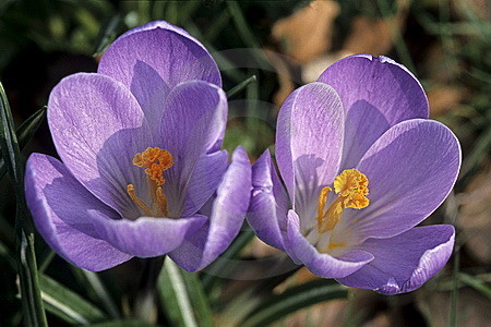 Krokusblüten