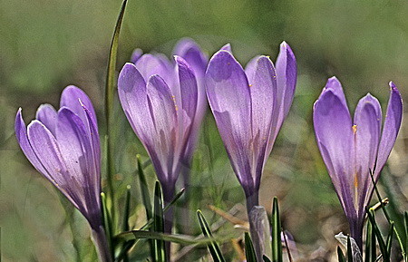 Krokusblüten