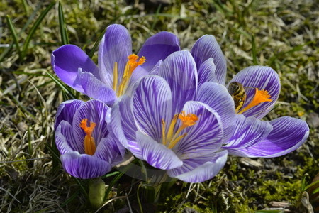 Frühlingskrokus mit Biene