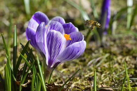 Frühlingskrokus mit Biene