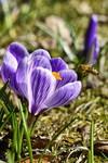 Frühlingskrokus mit Biene