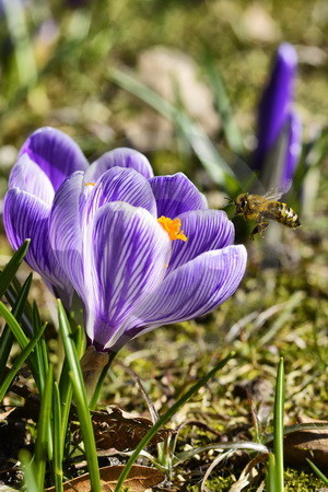 Frühlingskrokus mit Biene