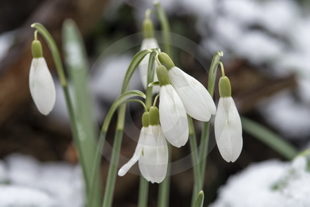 Schneeglöckchen